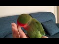 【ベタ慣れ コザクラインコ】 あくびがかわいいインコ❤️