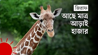 যেভাবে পৃথিবী থেকে হারিয়ে যাচ্ছে জিরাফ | Giraffe | DW