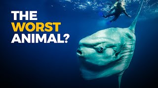 The Insane Biology of: The Sunfish