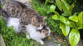 Perverted Cat who tries to mate with all cats. attacked everyone 😮