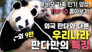 [설특집 개감동이양 바오가족 인기 영상 TOP 10 몰아보기] 외국 판다와 달라 놀란다는 한국 판다 특징 외 9편