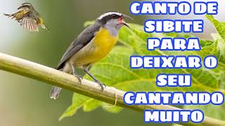 CANTO DE SIBITE PARA DEIXAR O SEU CANTANDO MUITO .