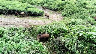 Indian wild boar കാട്ടു പന്നി