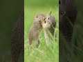 Who needs a baby ground squirrel cuteness boost 🥹  How cute are they from 1 to 10.mp4