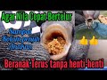 CARA MEMIJAHKAN IKAN NILA AGAR CEPAT BERTERLUR BERANAK TERUS MENERUS