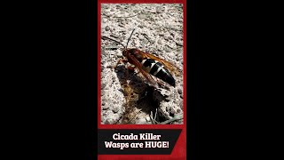 Cicada Killer Wasps are HUGE! 😰