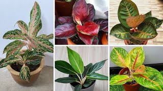 15 magníficas variedades de Aglaonema identificadas.