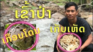 ຝົນຕົກຫລາຍວັນ ເຂົ້າຫາຂອງປ່າ ເຫັດປວກຫລາຍໆ ! ແຕ່ ໂຄດອັນຕະລາຍ 🍄🌳🌱