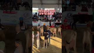 Pdfa mela jagraon , milking cow mukabla jersey cattle #farming #motivation #dairyfarm