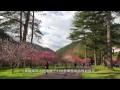 雪霸國家公園 櫻雪奇緣 春遊武陵櫻花季