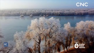 China From Above| Winter scenery of desert poplar forest along Tarim River in Xinjiang