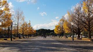 紅葉の街歩き　東京駅前　行幸通り　2021/12/1 49