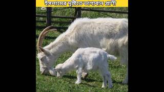 ইসলামের দৃষ্টিতে ভাগ্যবান প্রাণী#islamikvideo #facts #youtubeshort #bangla #history #vairalshort