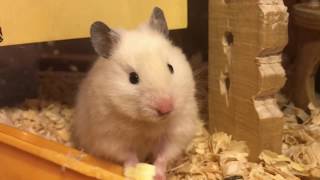 ハムスター　なかよし姉妹　個室にかんたんリフォーム！Hamster　หนูแฮมสเตอร์　criceto　倉鼠