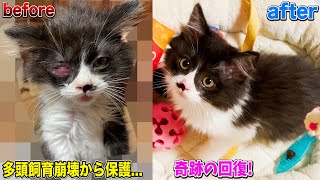 多頭飼育崩壊から保護 ボロボロだった子猫が奇跡の回復！ #保護猫 #cat #感動猫動画