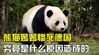 因被游客投喂烈酒，熊猫嫣嫣惨死德国，死后工作人员还拒不道歉【万物真实】