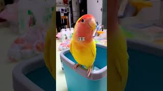 This parrot does not look very smart #birds #youtubeshorts #birdsounds