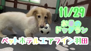 11/29昼☀️ワンちゃんドッグラン〜猫ちゃん〜のご様子です♪羽田空港近くのペットホテルエアライン羽田にご宿泊中のペットちゃん達です♡