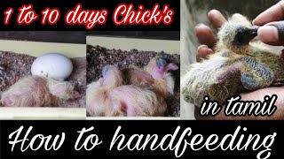 புறா குஞ்சுகளுக்கு உணவு கொடுப்பது எப்படி? / 1 to 10 days Chick's / How to handfeeding / #pigeons