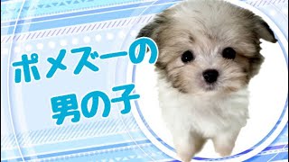 ハーフ犬・ポメズーの子犬　（和歌山）