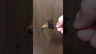 カブトムシ飛翔映像＃カブトムシ