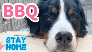 【大型犬とBBQ】アウトドア超初心者がおうちでBBQにチャレンジ！【Bernese Mountain Dog】