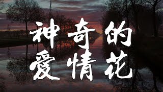 神奇的愛情花 - 望海高歌『美麗神奇的愛情花』【動態歌詞Lyrics】