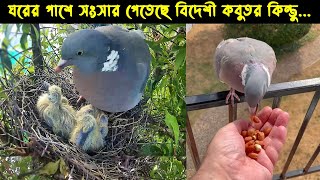 দুর্ভাগা এক কবুতর ছানার জীবন কাহিনী | পাখির গল্প :৫৩ | The Life Story of Wood Pigeon |silent mystery