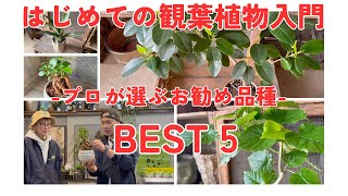 【観葉植物ビギナー】成功率が高い簡単で育てやすい観葉植物5選