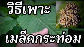 วิธีเพาะเมล็ดกระท่อม #กระท่อมก้านแดง