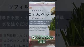 【猫草】ずぼらな愛猫家が草を生やせるか検証１日目　#cats #shorts #猫草