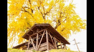 【巨大！】福山市千田町の銀杏（イチョウ）スポット荒神社／備後カメラ部