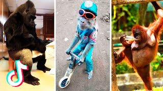 Funniest Monkeys Videos on TikTok  Part 2  | It Will Make you Laugh Again 😁😂
