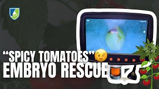 Embryo Rescue for 'Spicy Tomato' Seeds 🍅🍁