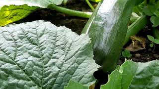 Beautiful, beautiful crops on the allotment