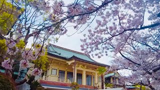 4K 🇯🇵花見-Cherry Blossom in the rain  ||Kobe Egeyama Park a haven for stray cats // @maliainjapan