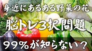 99％の人が知らない野菜の花の美しさ！【身近にあるある野菜の花－脳トレ三択問題－】野菜は食べるもの、いやその花の美しさを鑑賞しましょう。道端の草花同様、野菜の花にも関心を持とう！復習問題もあります。