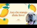 Meet Joey, the ultimate mango shake enthusiast! Every slurp is a tail-wagging delight 🐾🥭 | Mini Vlog