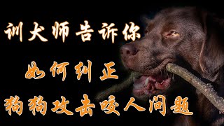 訓犬師告訴您如何糾正狗狗攻擊咬人問題#如何訓狗#狗狗，狗狗咬人攻擊人怎麼辦？