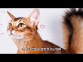 소말리 캣 somali cat characteristics