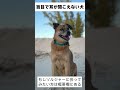 盲目で耳が聞こえないガイド犬 shorts