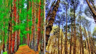 കൊടൈക്കനാൽ പോയാൽ ഇവിടെ പോകാതിരിക്കരുത് | PINE FORESTN KODAIKANAL | KODAIKANAL TOURIST PLACES |