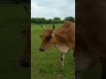 Mayapur Beautiful Cow 🙏