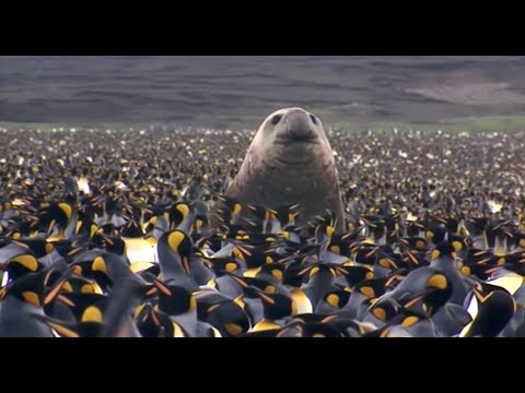Penguin Baywatch Wildlife Documentary Documentarytube