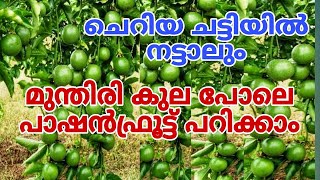 ടെറസിലും വളർത്താം എളുപ്പവഴിയിൽ Passion Fruit Tips