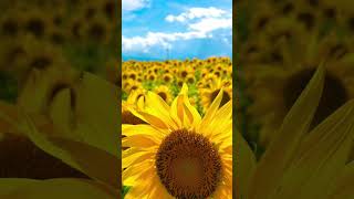 福岡県、道の駅しんよしとみのひまわり畑。Sunflower field at Shinyoshitomi, a roadside station in Japan.