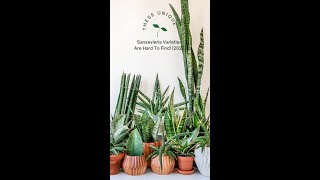 These Unique Sansevieria Varieties Are Hard To Find! (2022)