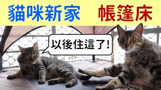 Cats with Elevated Pet Cot (Eng sub)