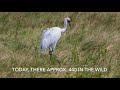 The Endangered Whooping Crane (Rare Sight)