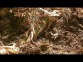 haute vienne une forêt de bambous à quelques kilomètres de limoges